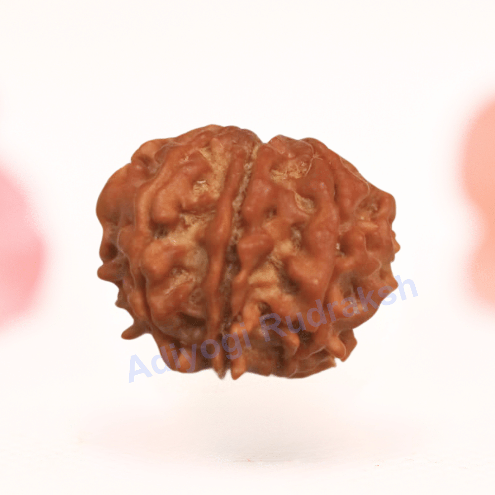 8 Mukhi Nepali Rudraksha - Regular