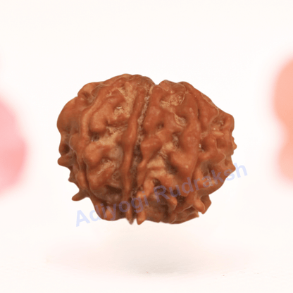 8 Mukhi Nepali Rudraksha - Regular