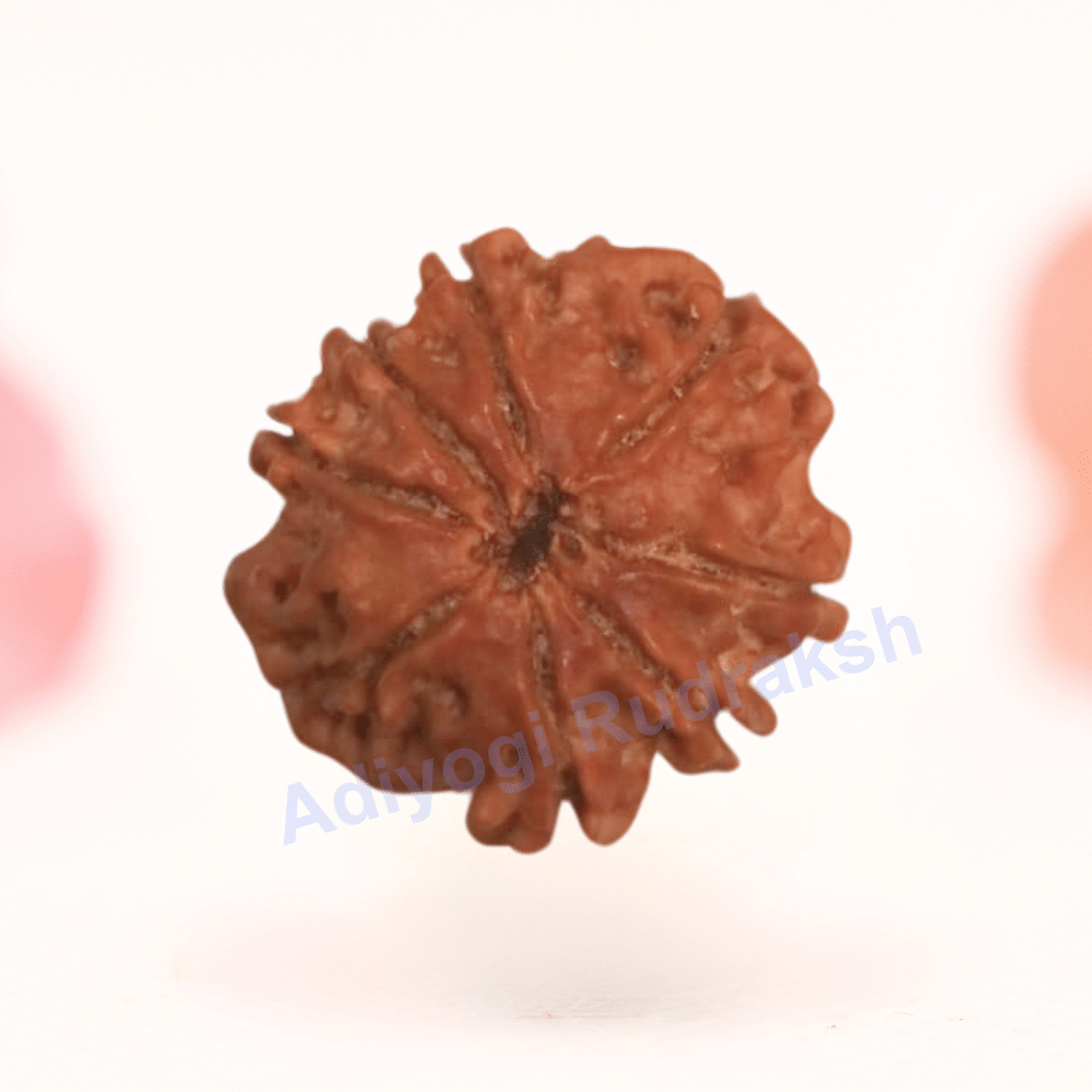 8 Mukhi Nepali Rudraksha - Regular