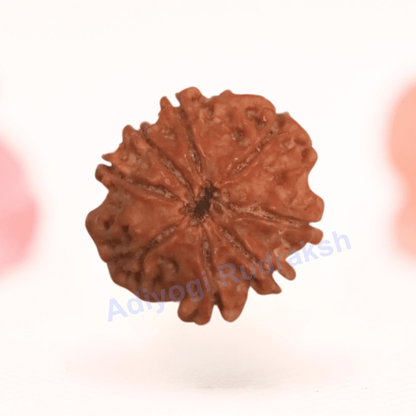 8 Mukhi Nepali Rudraksha - Regular