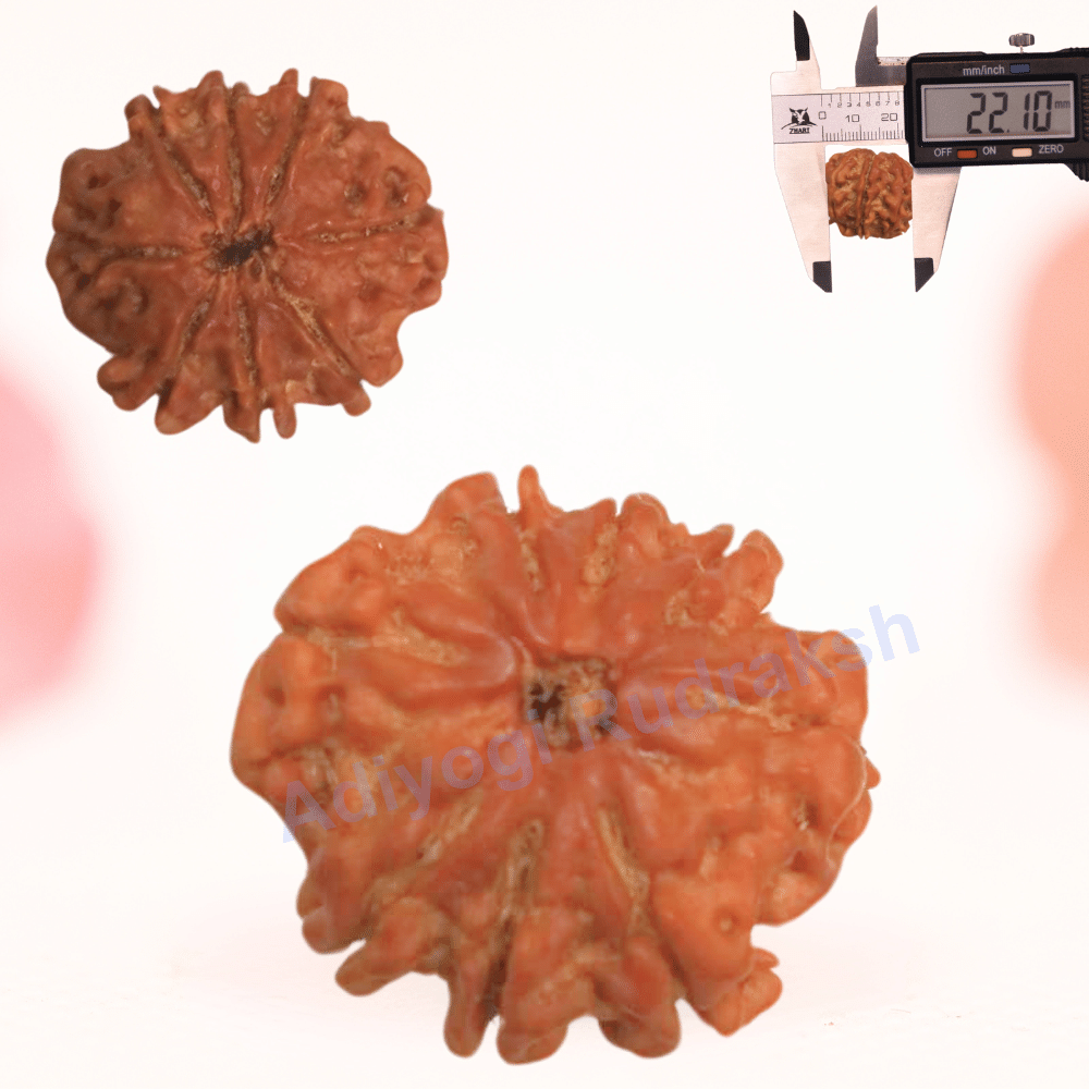 8 Mukhi Nepali Rudraksha - Regular