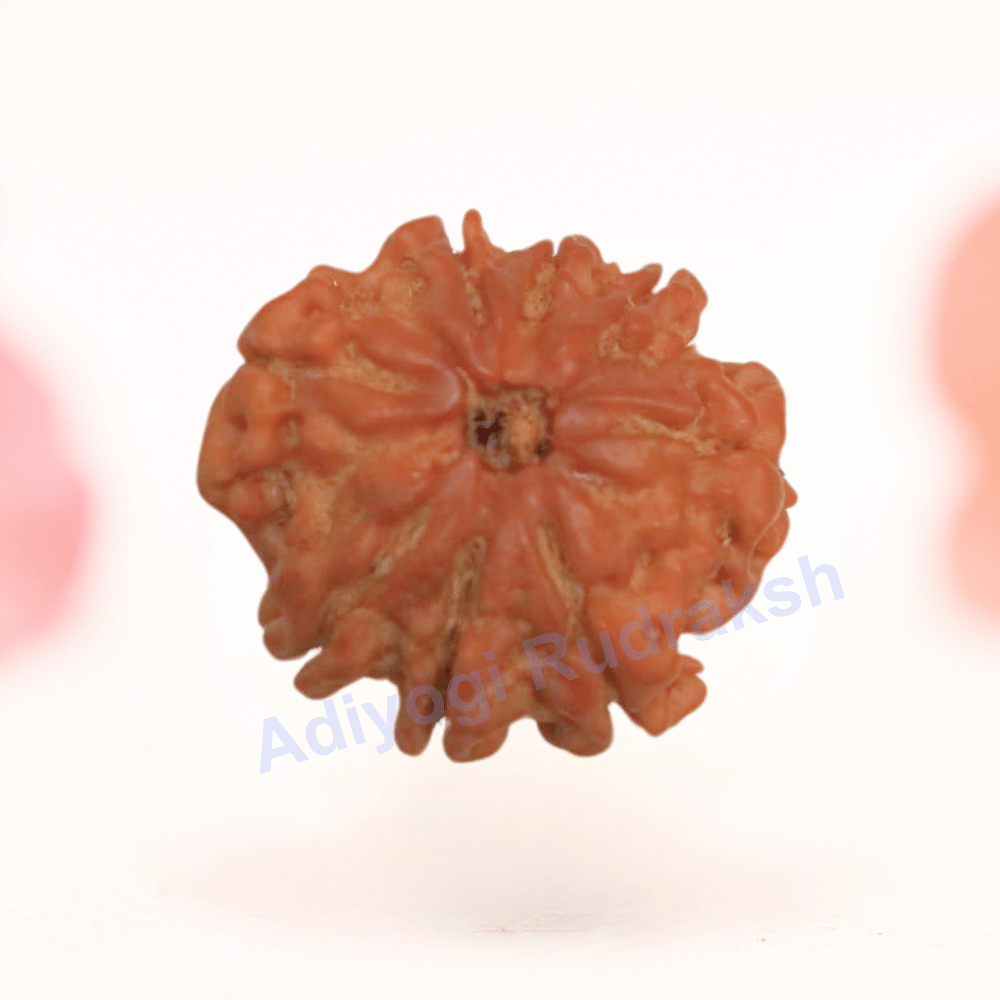 8 Mukhi Nepali Rudraksha - Regular