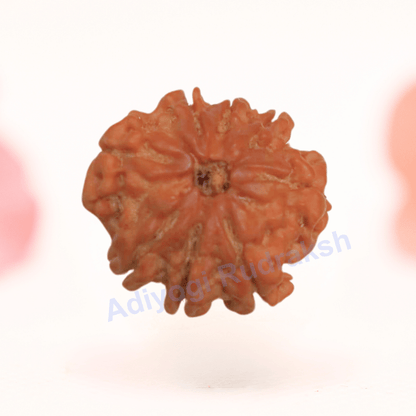 8 Mukhi Nepali Rudraksha - Regular