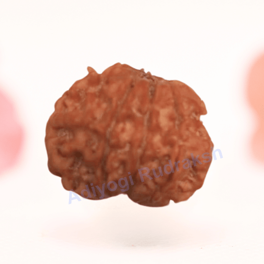 8 Mukhi Nepali Rudraksha - Regular