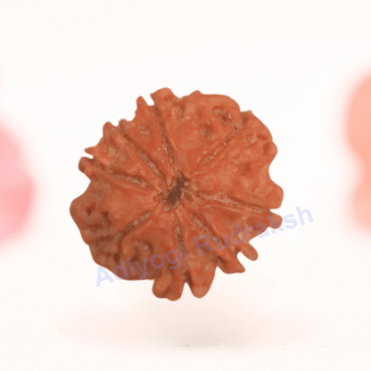 8 Mukhi Nepali Rudraksha - Regular