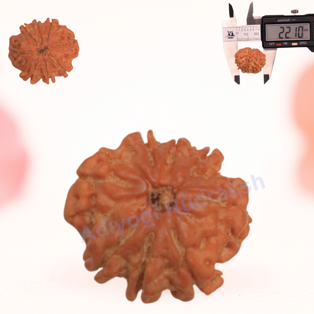 8 Mukhi Nepali Rudraksha - Regular