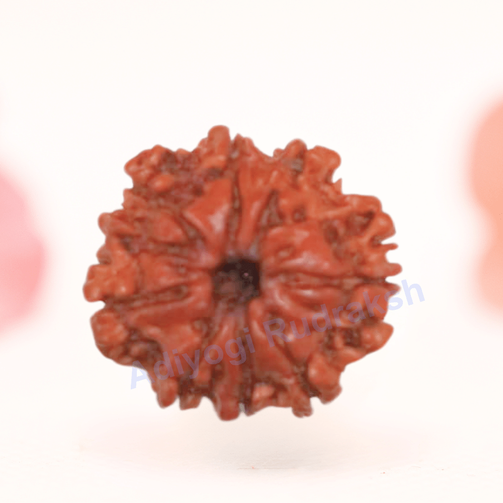 8 Mukhi Nepali Rudraksha - Regular