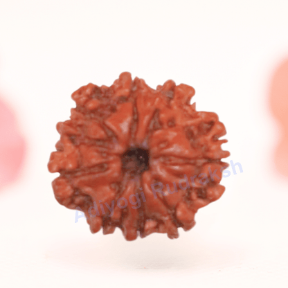 8 Mukhi Nepali Rudraksha - Regular