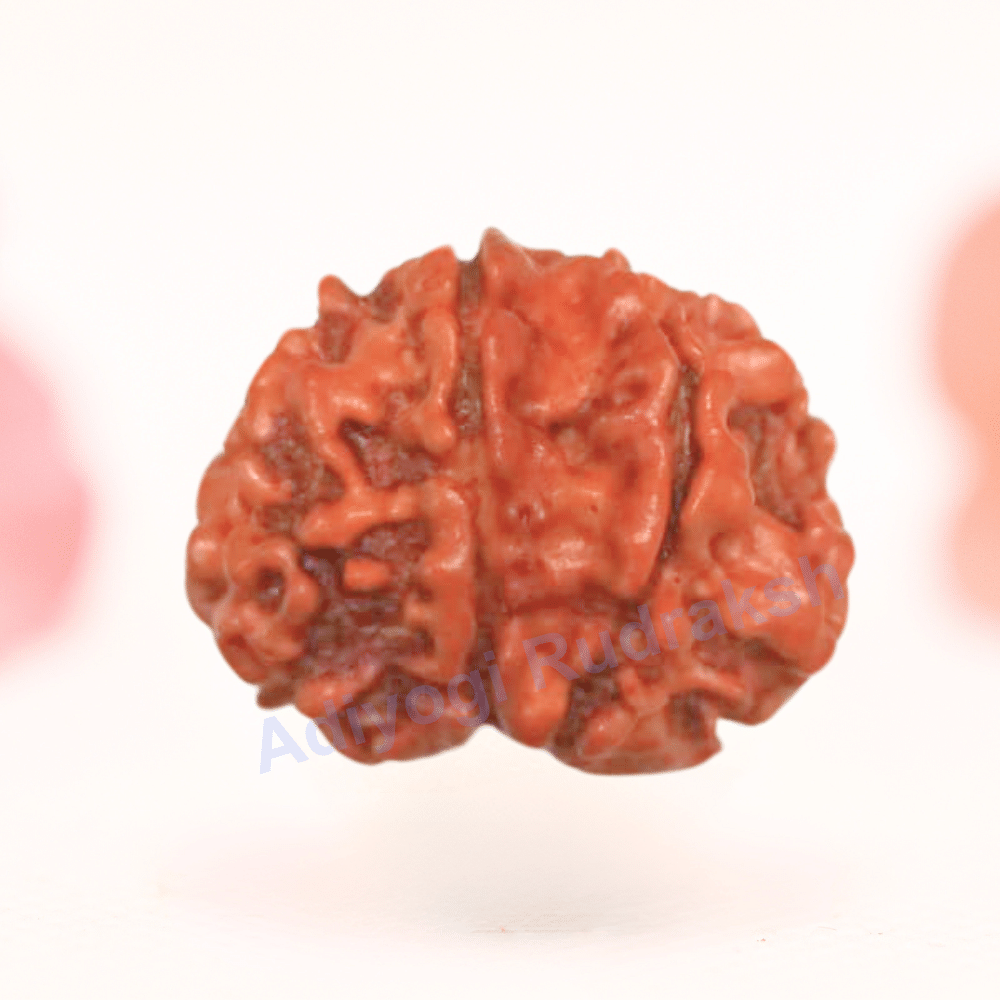 8 Mukhi Nepali Rudraksha - Regular