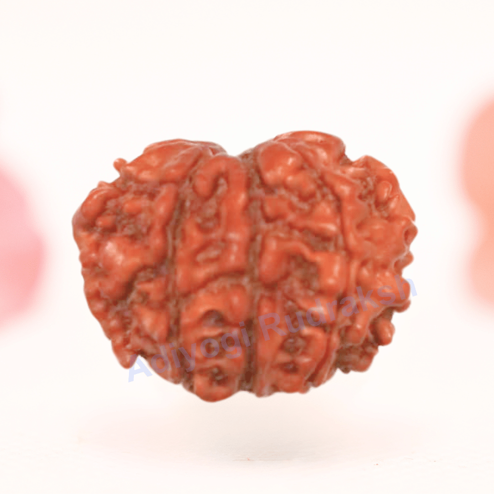 8 Mukhi Nepali Rudraksha - Regular