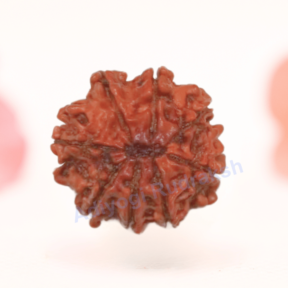 8 Mukhi Nepali Rudraksha - Regular