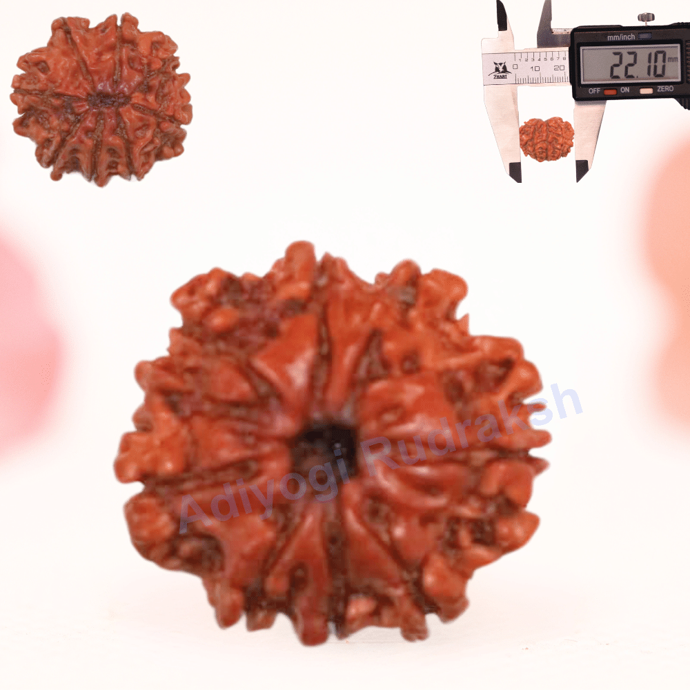 8 Mukhi Nepali Rudraksha - Regular