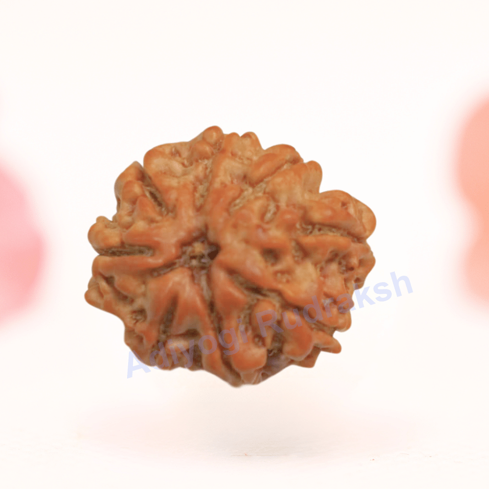 8 Mukhi Nepali Rudraksha - Regular