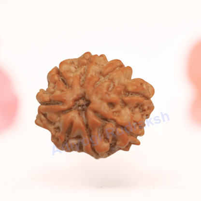 8 Mukhi Nepali Rudraksha - Regular