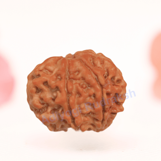 8 Mukhi Nepali Rudraksha - Regular