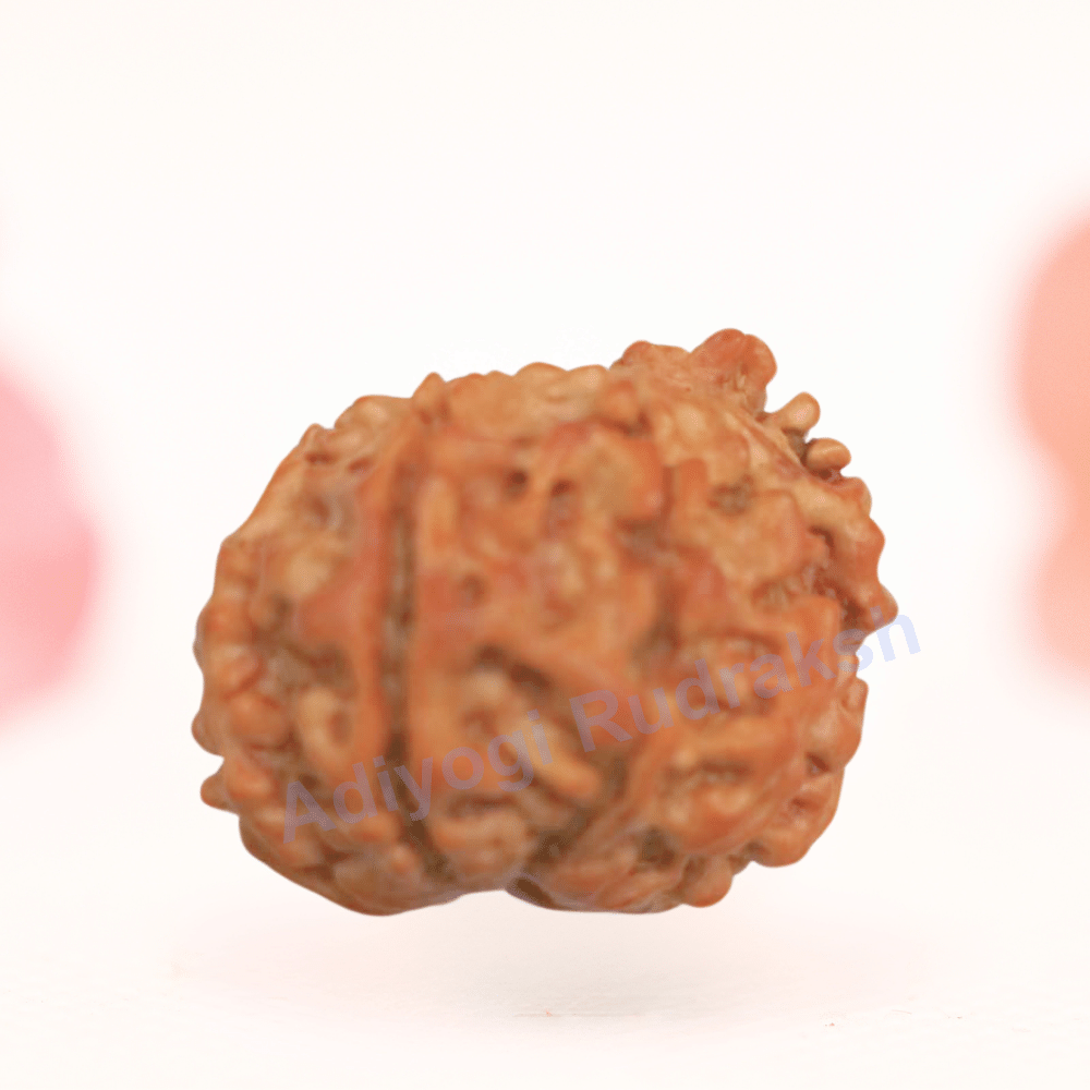 8 Mukhi Nepali Rudraksha - Regular