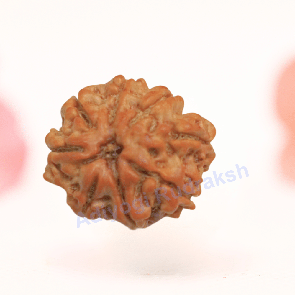 8 Mukhi Nepali Rudraksha - Regular