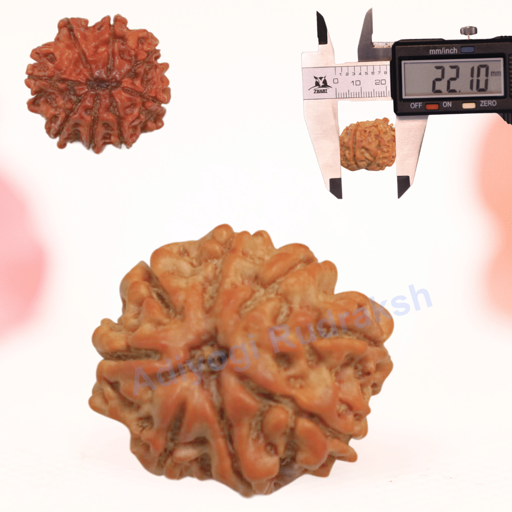8 Mukhi Nepali Rudraksha - Regular