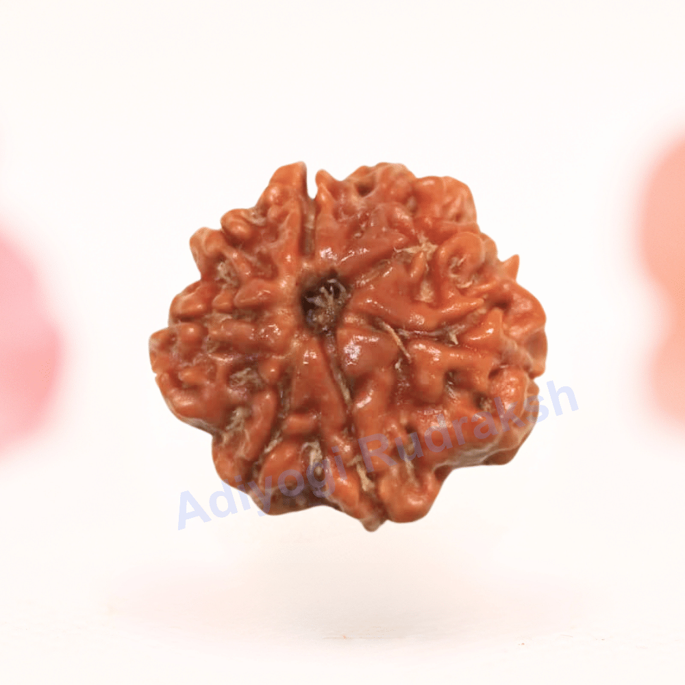 8 Mukhi Nepali Rudraksha - Regular