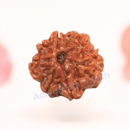 8 Mukhi Nepali Rudraksha - Regular