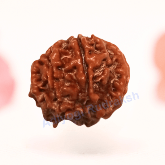 8 Mukhi Nepali Rudraksha - Regular