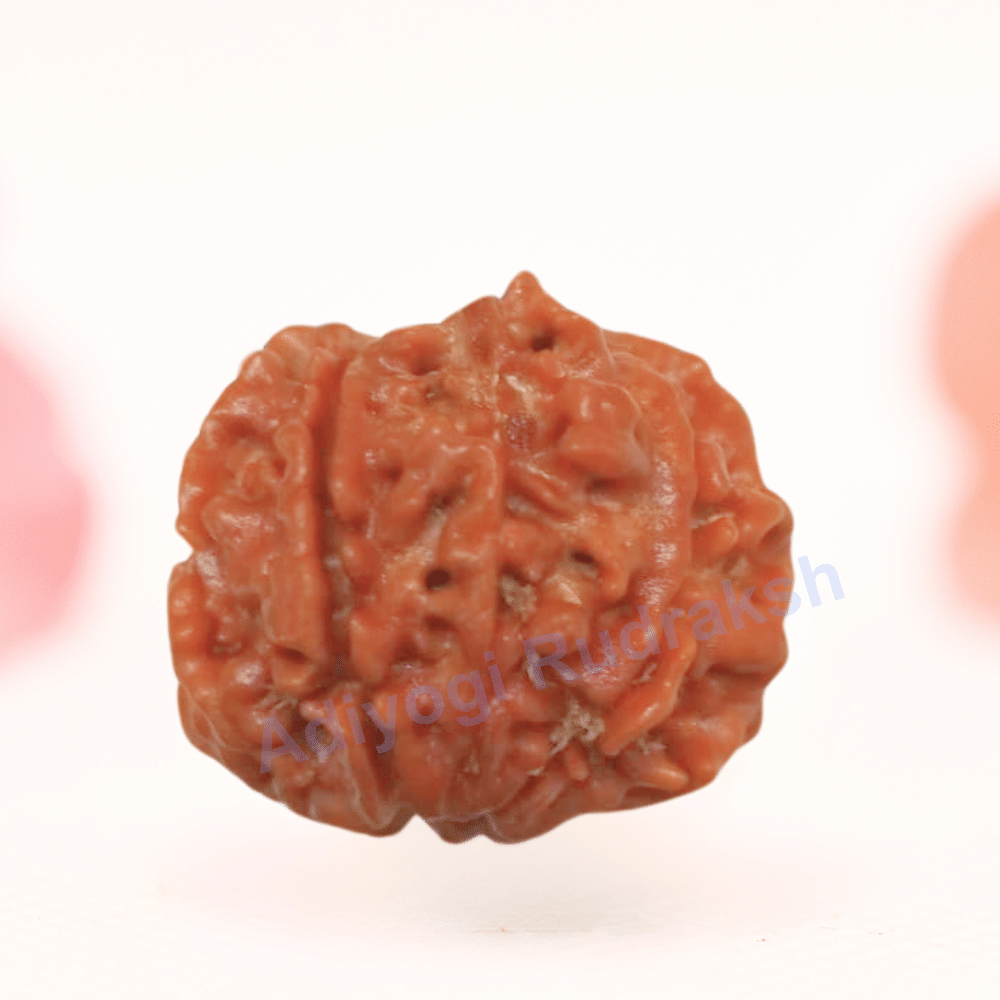 8 Mukhi Nepali Rudraksha - Regular