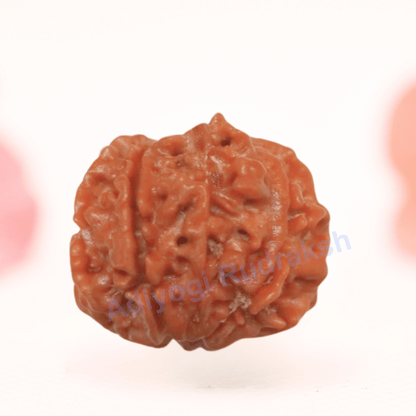 8 Mukhi Nepali Rudraksha - Regular