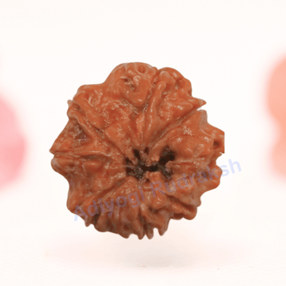 8 Mukhi Nepali Rudraksha - Regular