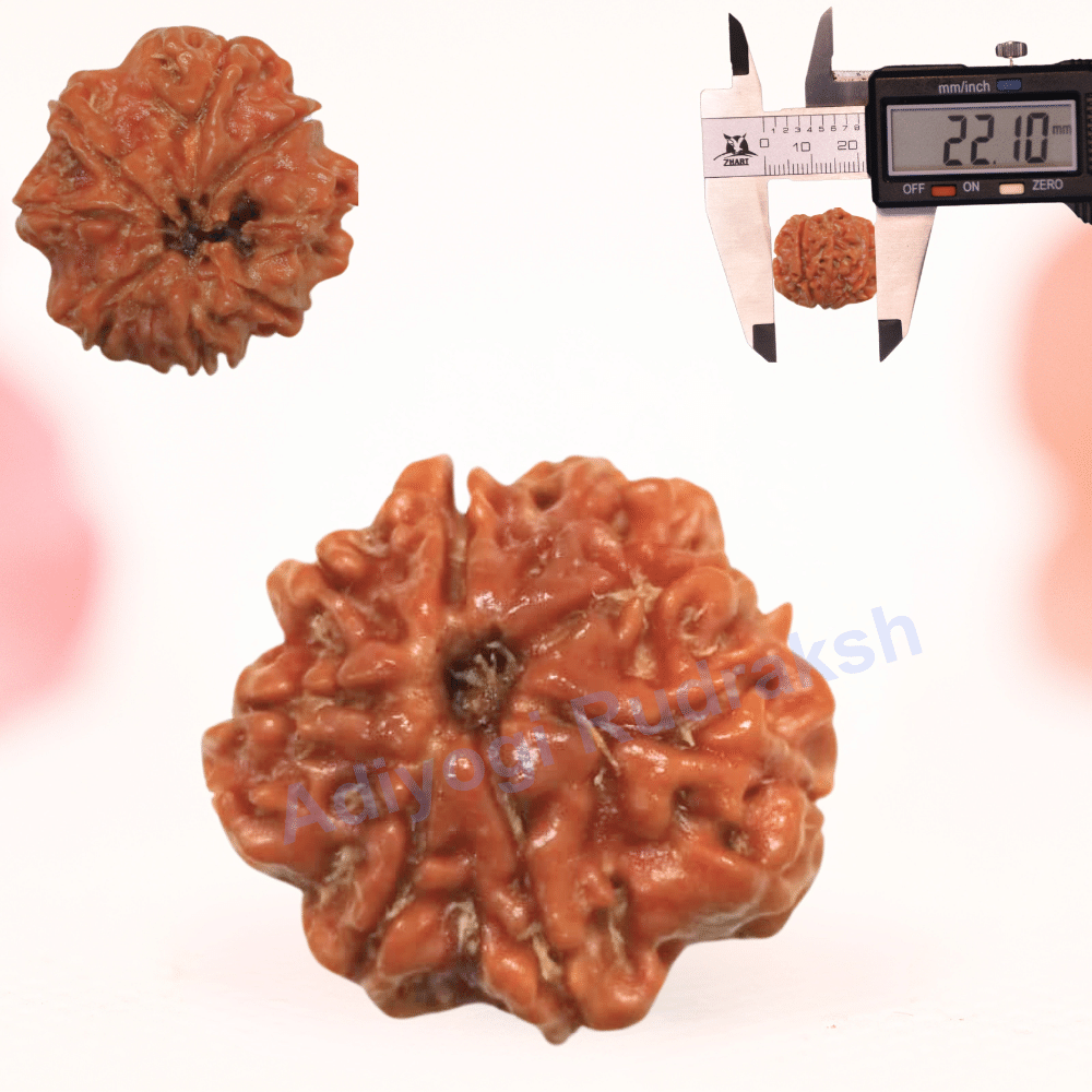 8 Mukhi Nepali Rudraksha - Regular