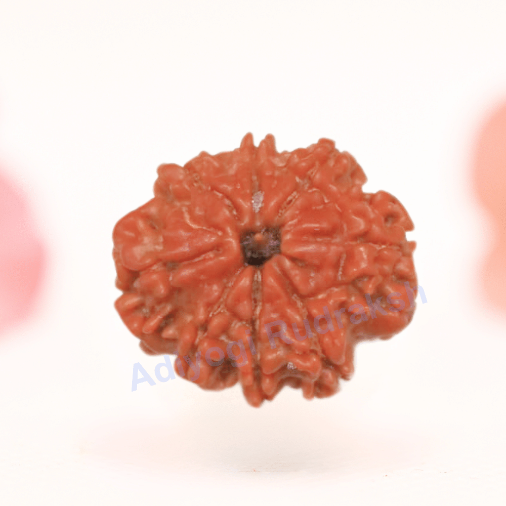 8 Mukhi Nepali Rudraksha - Regular