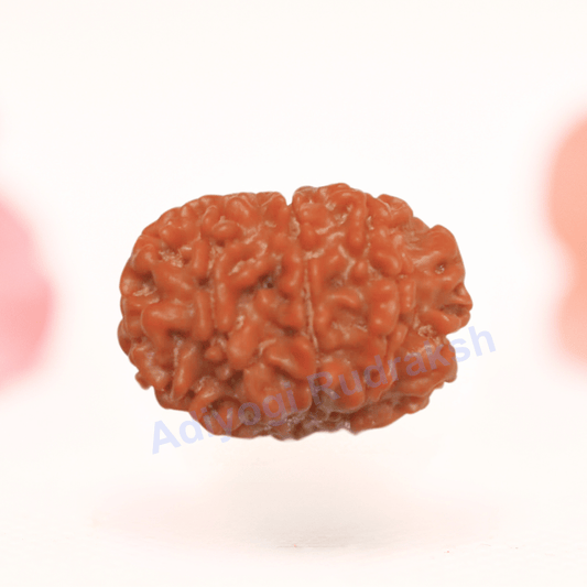 8 Mukhi Nepali Rudraksha - Regular
