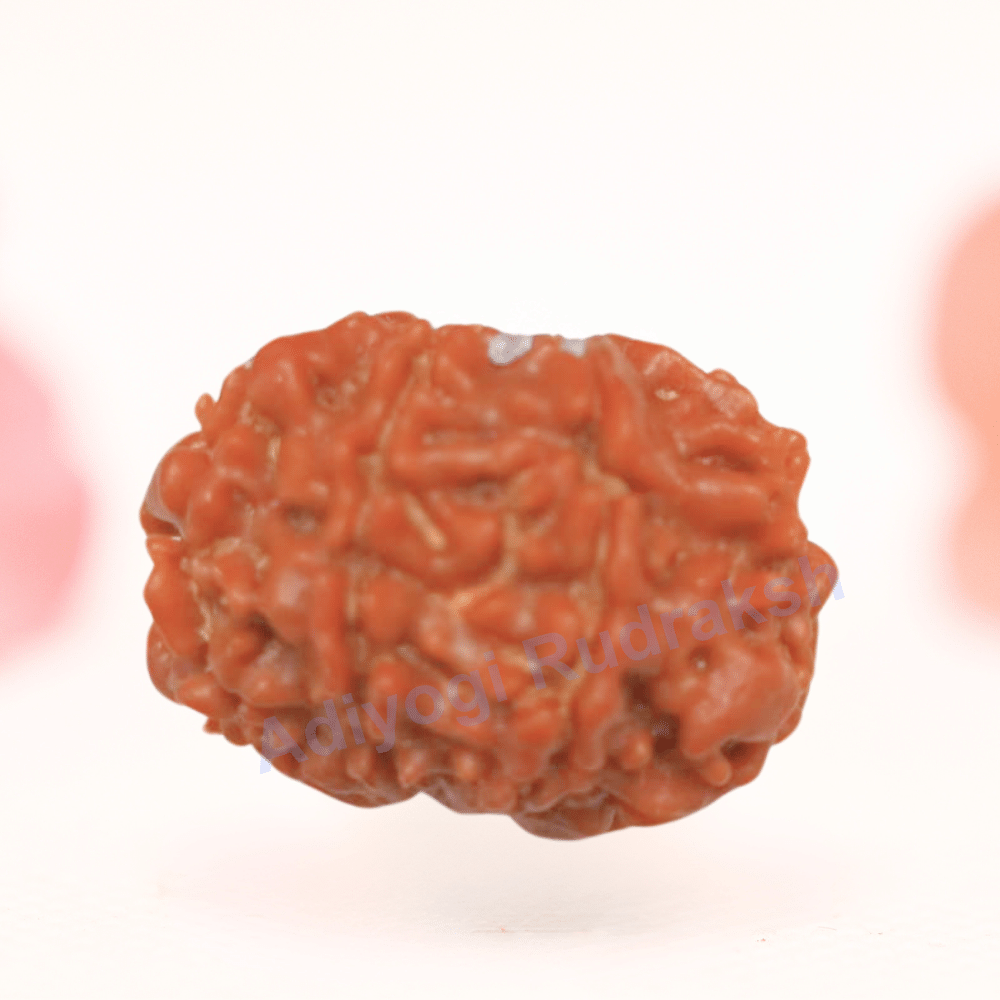 8 Mukhi Nepali Rudraksha - Regular