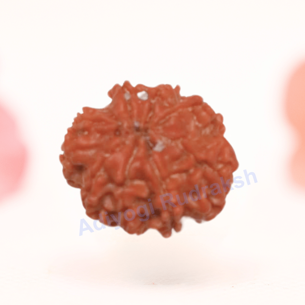 8 Mukhi Nepali Rudraksha - Regular