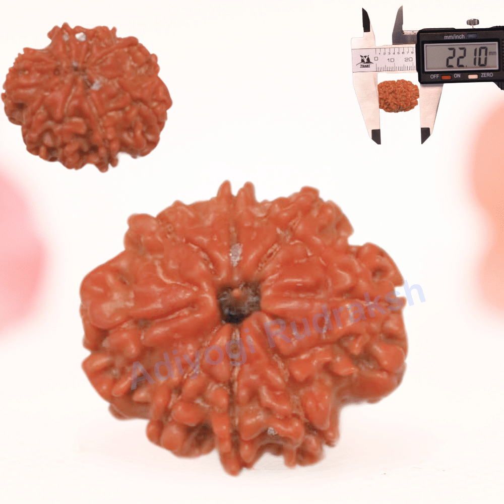 8 Mukhi Nepali Rudraksha - Regular