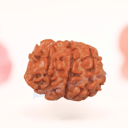 8 Mukhi Nepali Rudraksha - Regular