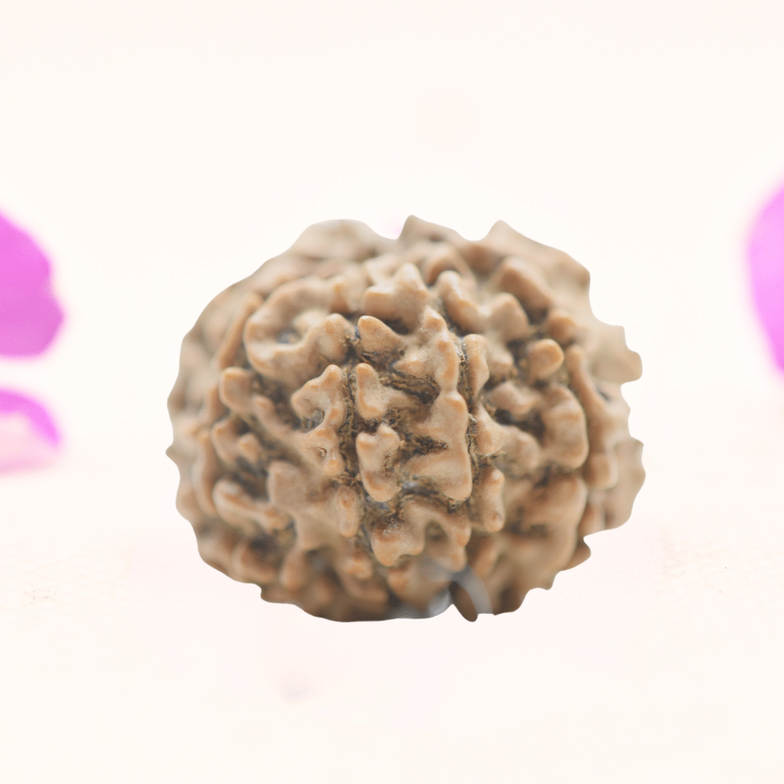 8 Mukhi Nepali Rudraksha - Regular