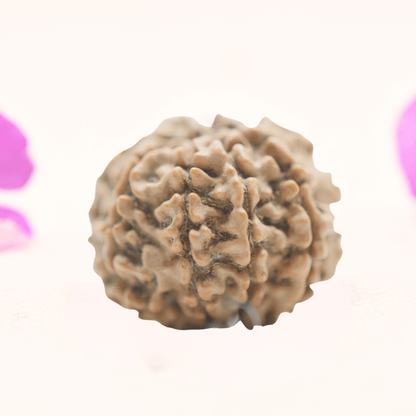 8 Mukhi Nepali Rudraksha - Regular