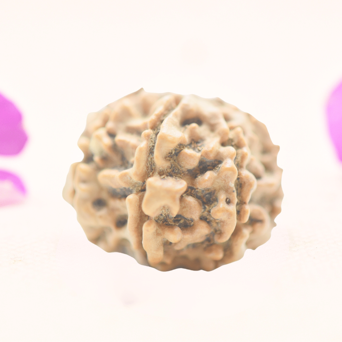 8 Mukhi Nepali Rudraksha - Regular