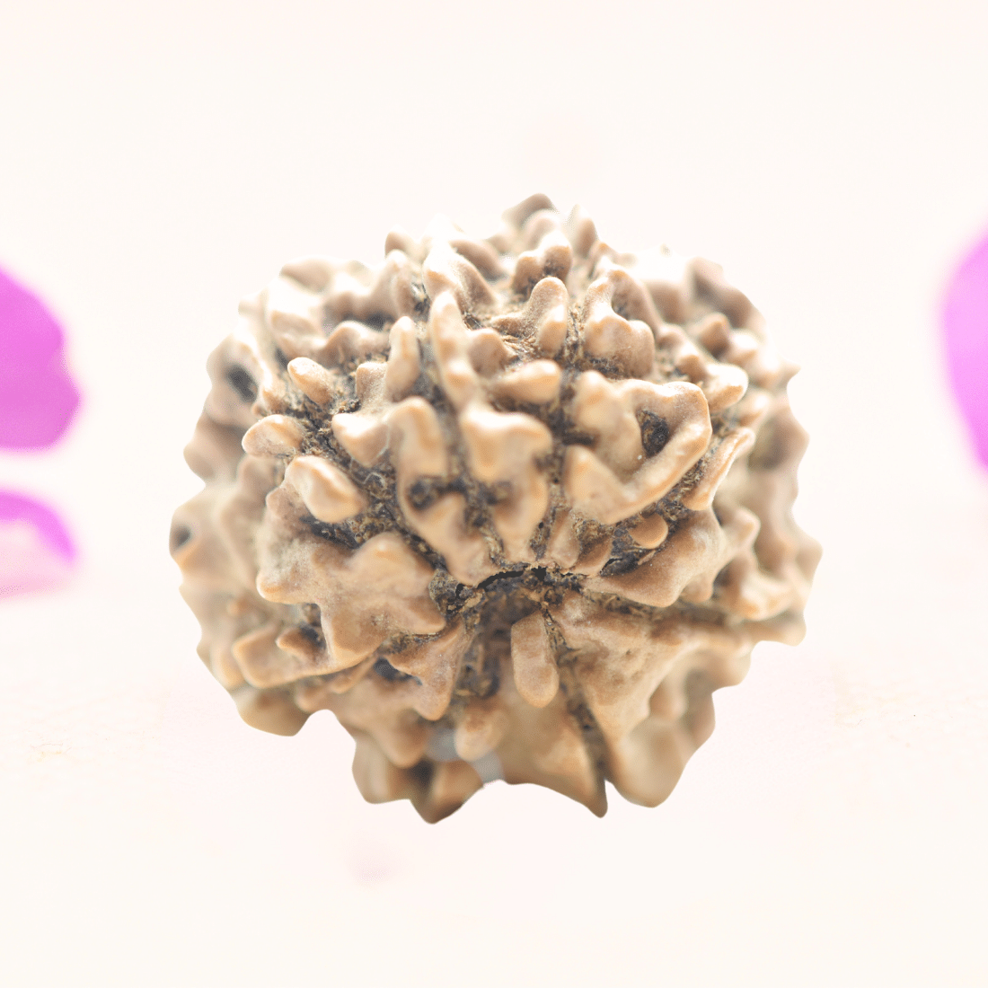 8 Mukhi Nepali Rudraksha - Regular