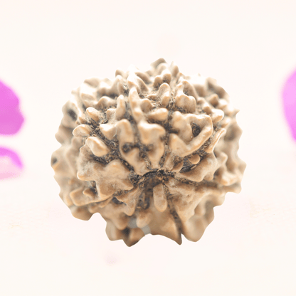 8 Mukhi Nepali Rudraksha - Regular
