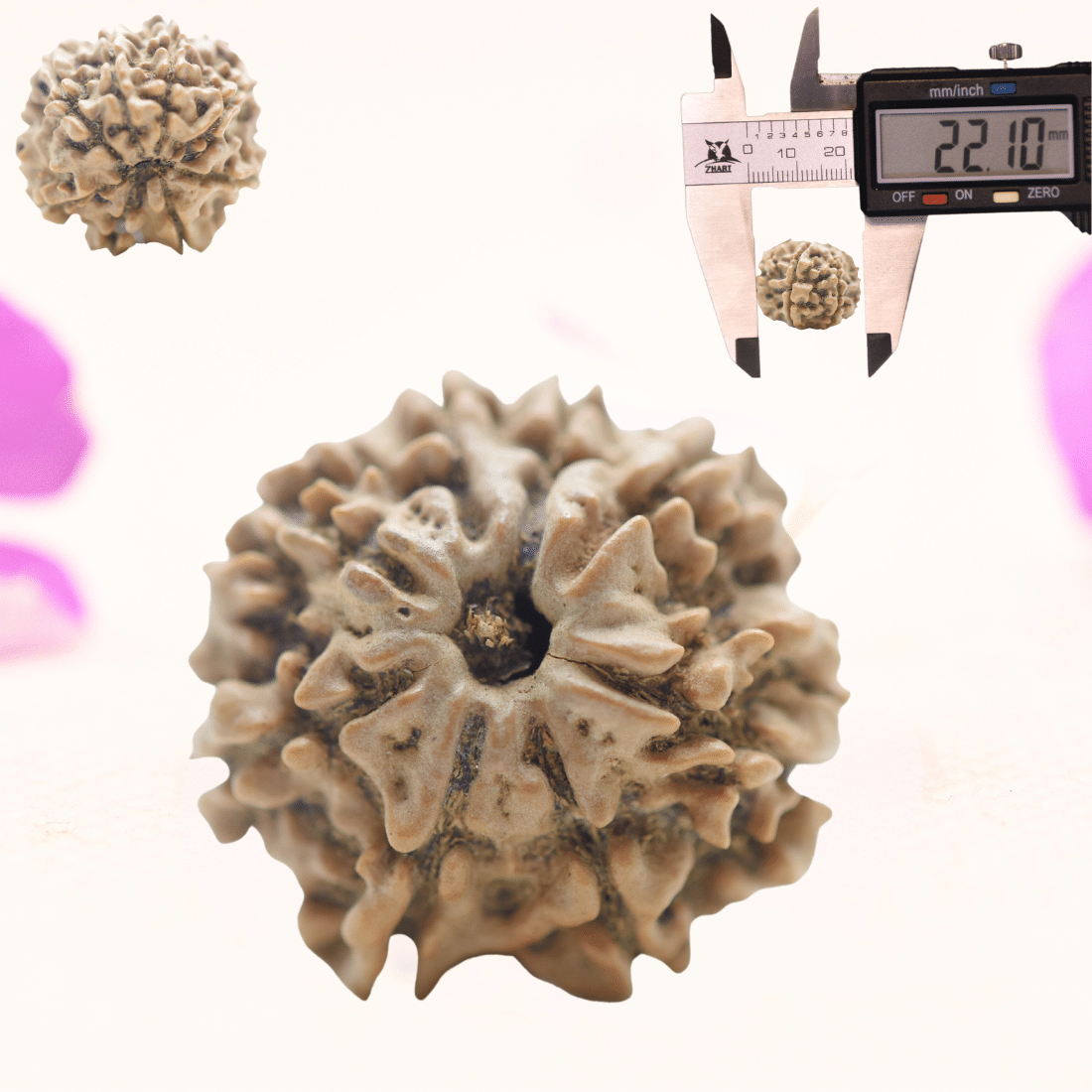 8 Mukhi Nepali Rudraksha - Regular