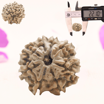 8 Mukhi Nepali Rudraksha - Regular