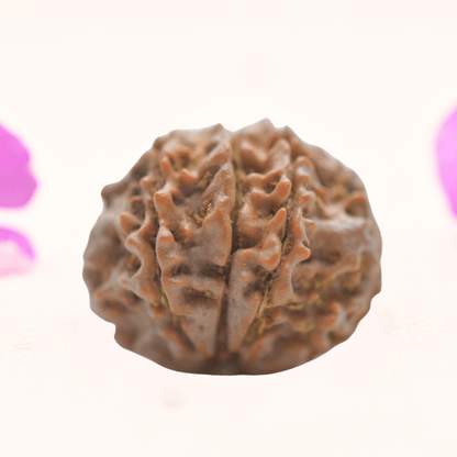 8 Mukhi Nepali Rudraksha - Regular