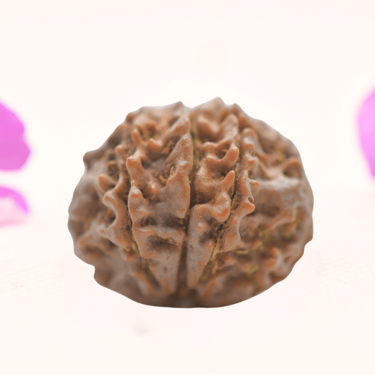 8 Mukhi Nepali Rudraksha - Regular