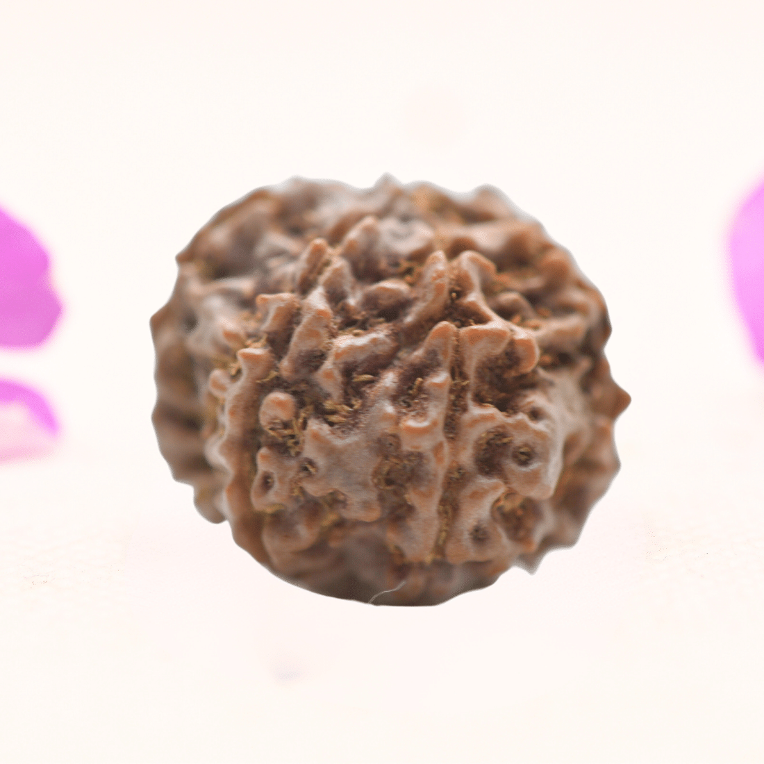 8 Mukhi Nepali Rudraksha - Regular