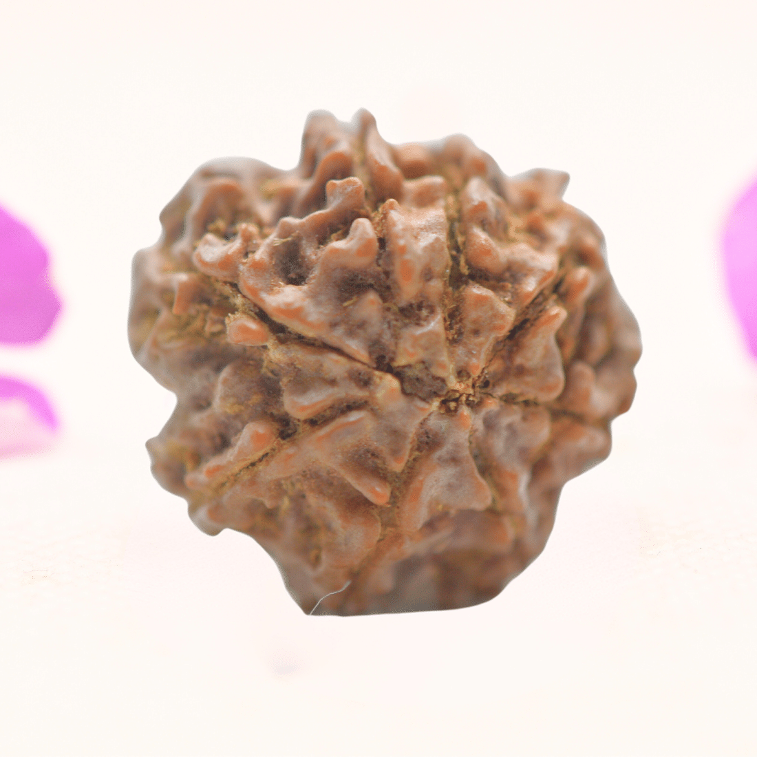 8 Mukhi Nepali Rudraksha - Regular