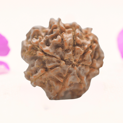 8 Mukhi Nepali Rudraksha - Regular