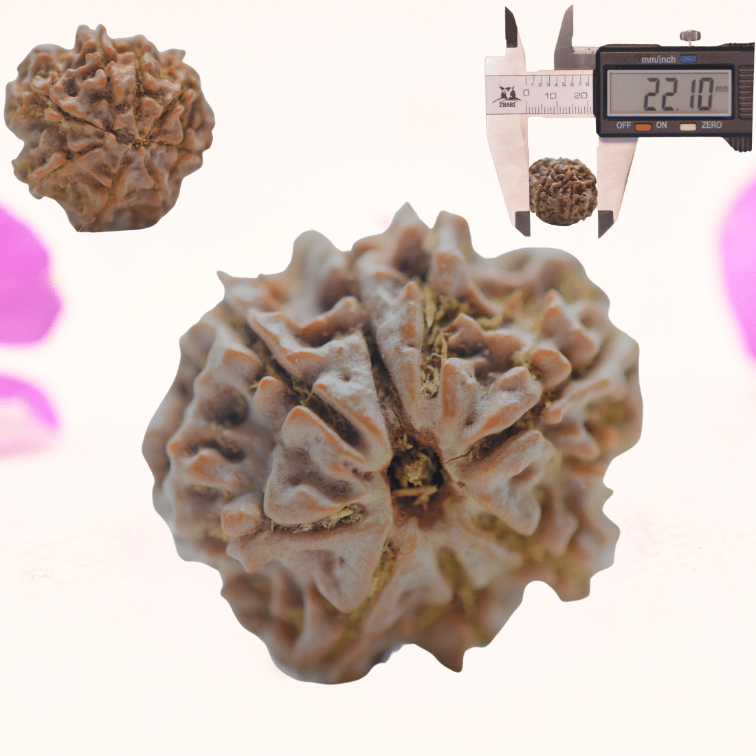 8 Mukhi Nepali Rudraksha - Regular