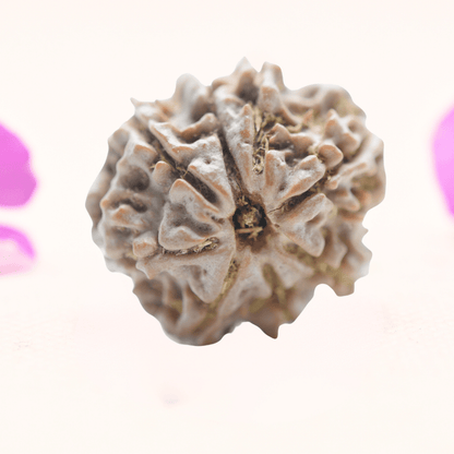 8 Mukhi Nepali Rudraksha - Regular