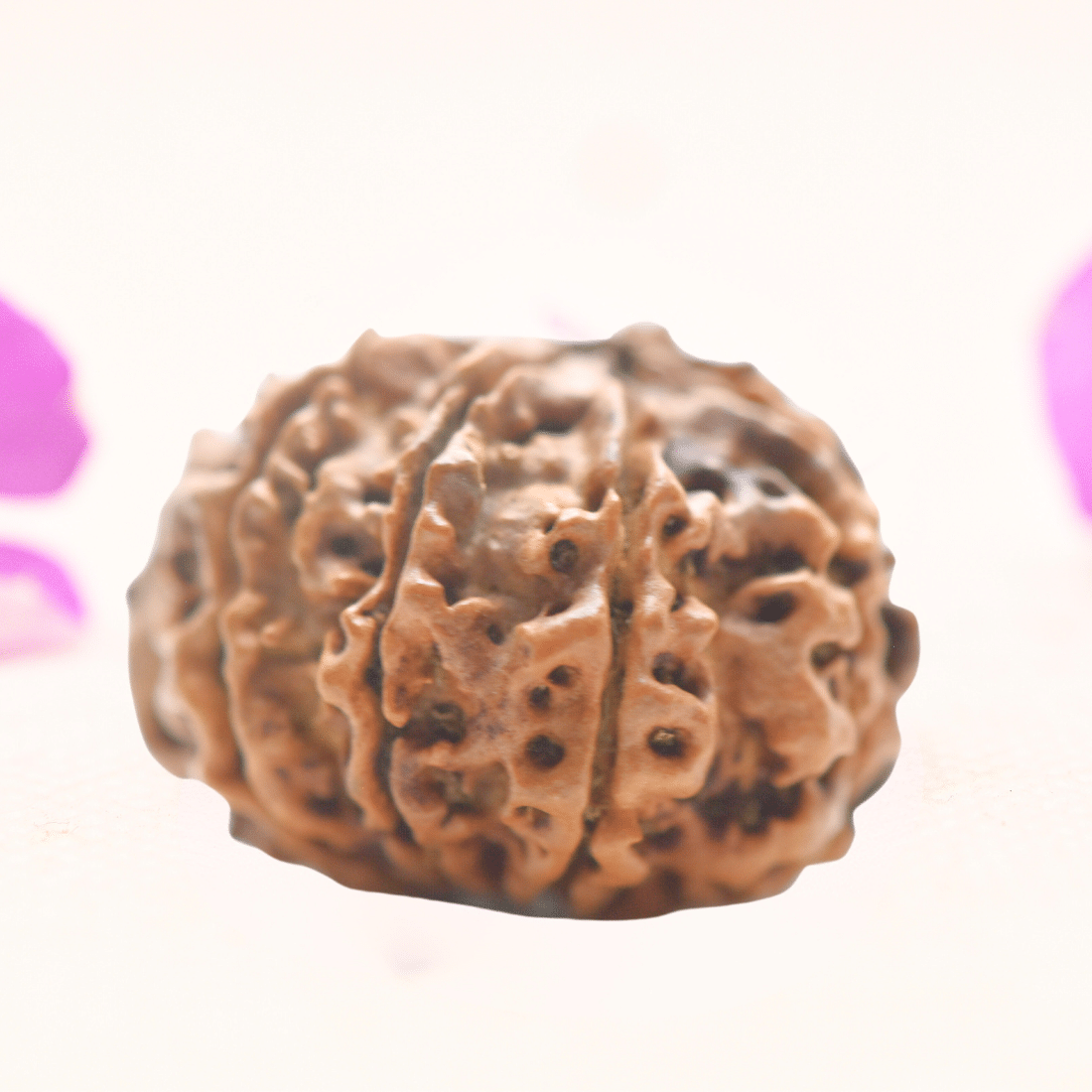 8 Mukhi Nepali Rudraksha - Regular